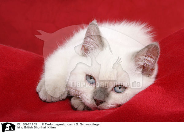 Britisch Kurzhaar Ktzchen / British Shorthair Kitten / SS-21155