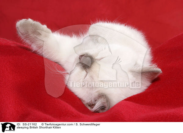 Britisch Kurzhaar Ktzchen / British Shorthair Kitten / SS-21162