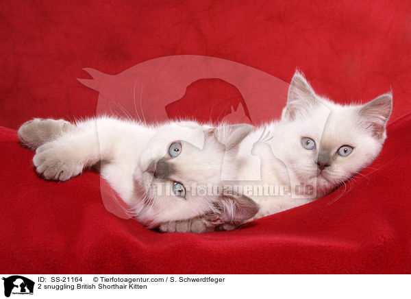 Britisch Kurzhaar Ktzchen / British Shorthair Kitten / SS-21164