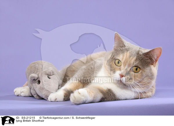 Britisch Kurzhaar / British Shorthair / SS-21215