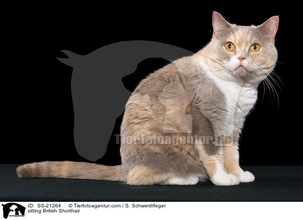 sitting British Shorthair / SS-21264