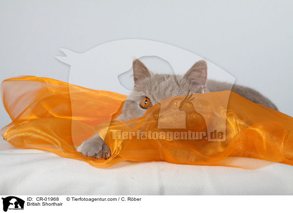 Britisch Kurzhaar / British Shorthair / CR-01968