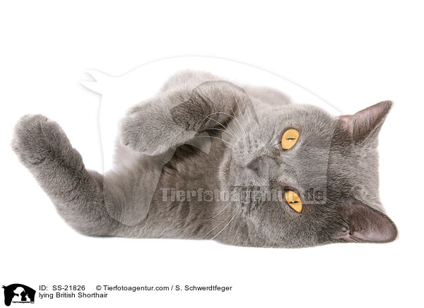lying British Shorthair / SS-21826