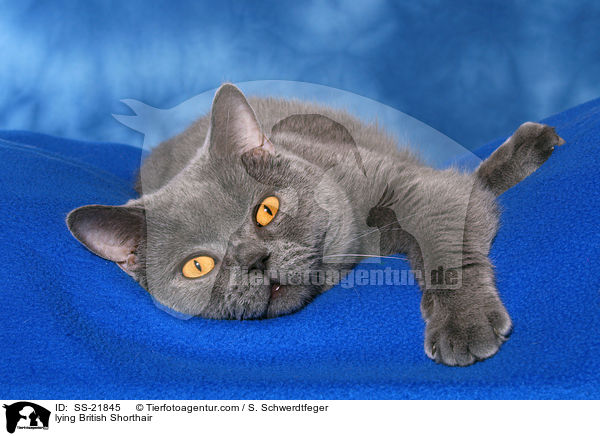 lying British Shorthair / SS-21845
