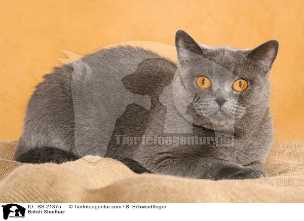 British Shorthair / SS-21875