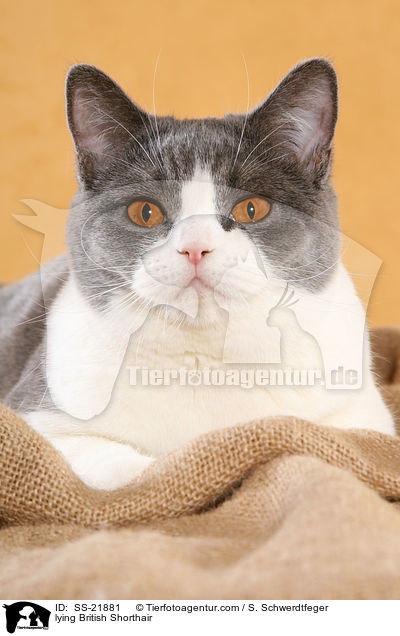 liegende Britisch Kurzhaar / lying British Shorthair / SS-21881