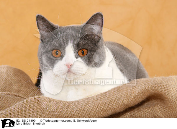 liegende Britisch Kurzhaar / lying British Shorthair / SS-21890