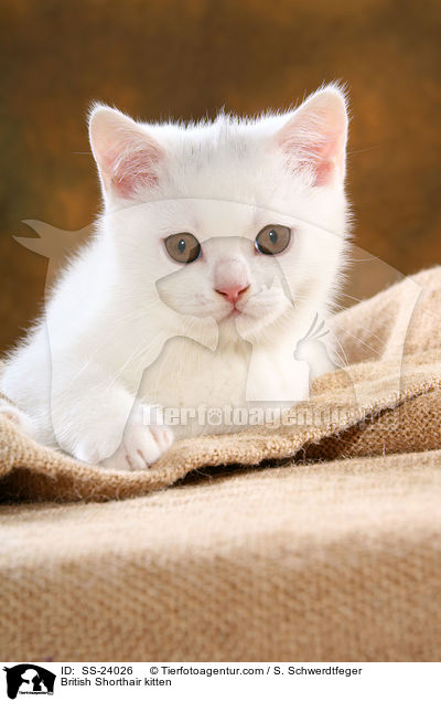 Britisch Kurzhaar Ktzchen / British Shorthair kitten / SS-24026