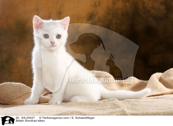 Britisch Kurzhaar Ktzchen / British Shorthair kitten / SS-24027