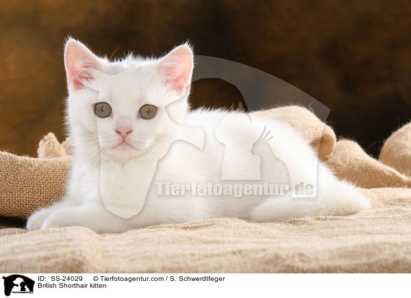 Britisch Kurzhaar Ktzchen / British Shorthair kitten / SS-24029