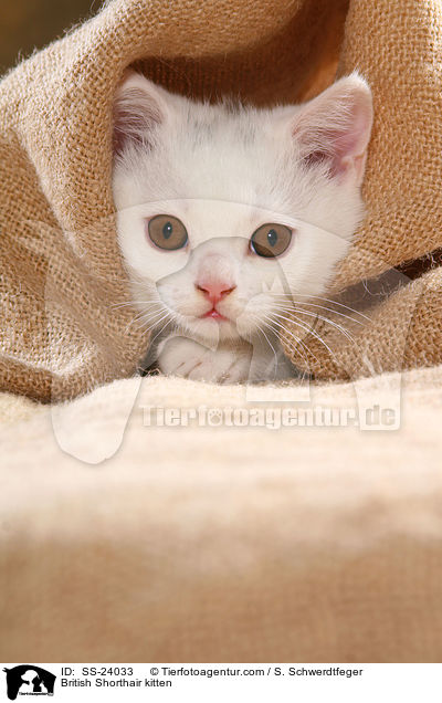 Britisch Kurzhaar Ktzchen / British Shorthair kitten / SS-24033
