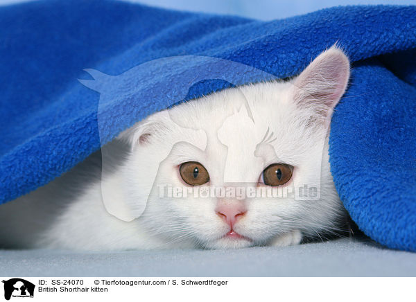 Britisch Kurzhaar Ktzchen / British Shorthair kitten / SS-24070