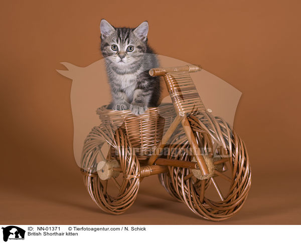 Britisch Kurzhaar Ktzchen / British Shorthair kitten / NN-01371