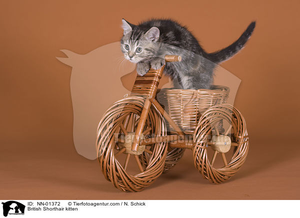 Britisch Kurzhaar Ktzchen / British Shorthair kitten / NN-01372