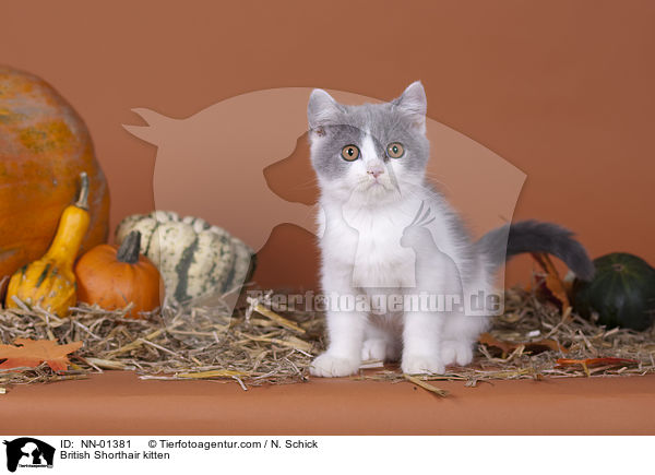 Britisch Kurzhaar Ktzchen / British Shorthair kitten / NN-01381