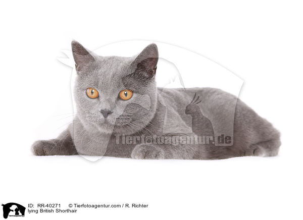 lying British Shorthair / RR-40271