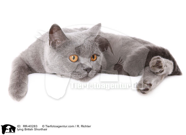 liegende Britisch Kurzhaar / lying British Shorthair / RR-40283