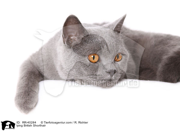 liegende Britisch Kurzhaar / lying British Shorthair / RR-40284