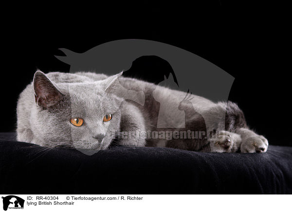 liegende Britisch Kurzhaar / lying British Shorthair / RR-40304