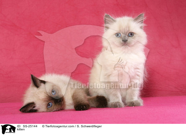 Ktzchen / kitten / SS-25144