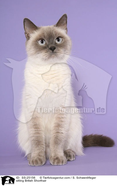 sitting British Shorthair / SS-25156
