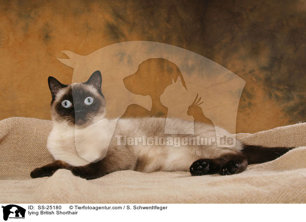 liegende Britisch Kurzhaar / lying British Shorthair / SS-25180