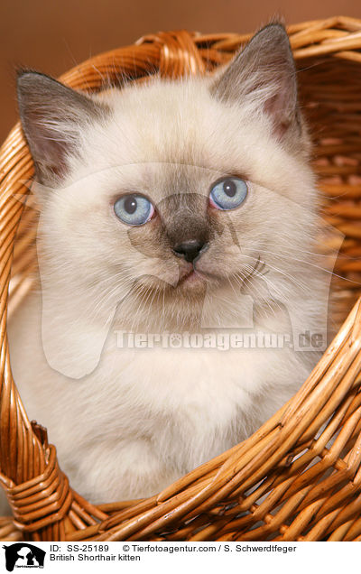British Shorthair kitten / SS-25189