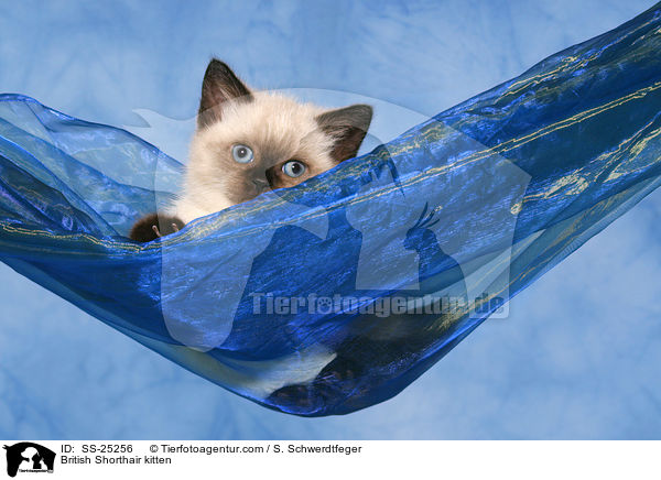 Britisch Kurzhaar Ktzchen / British Shorthair kitten / SS-25256