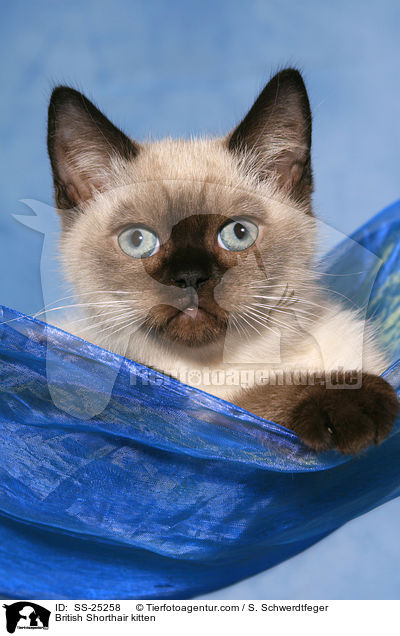 Britisch Kurzhaar Ktzchen / British Shorthair kitten / SS-25258