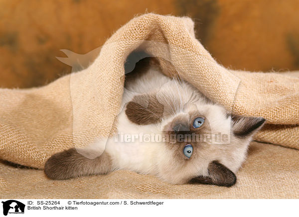 Britisch Kurzhaar Ktzchen / British Shorthair kitten / SS-25264