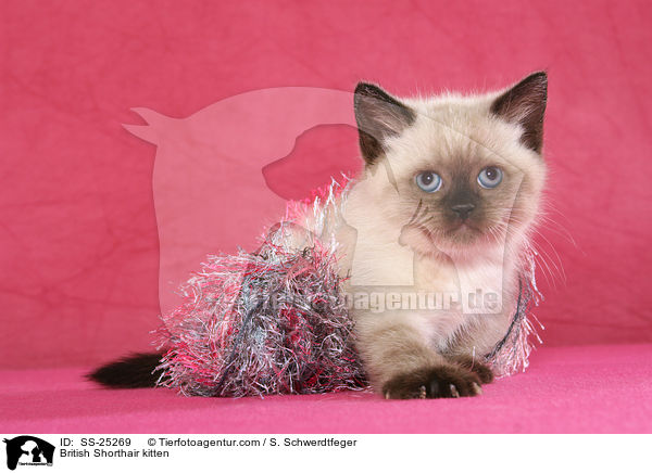 Britisch Kurzhaar Ktzchen / British Shorthair kitten / SS-25269
