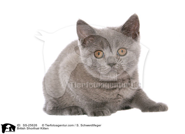 Britisch Kurzhaar Ktzchen / British Shorthair Kitten / SS-25626