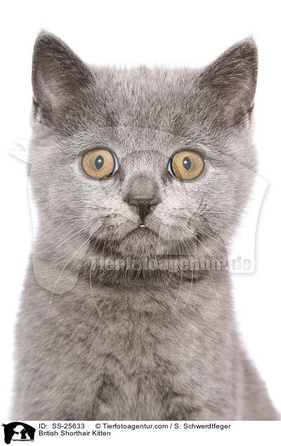 British Shorthair Kitten / SS-25633