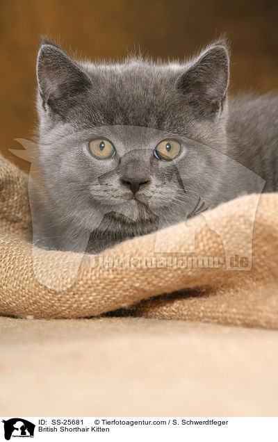 Britisch Kurzhaar Ktzchen / British Shorthair Kitten / SS-25681