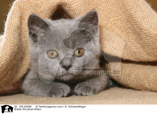 Britisch Kurzhaar Ktzchen / British Shorthair Kitten / SS-25696