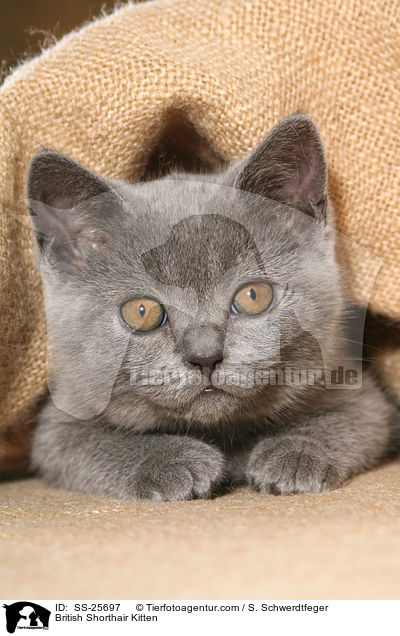 Britisch Kurzhaar Ktzchen / British Shorthair Kitten / SS-25697