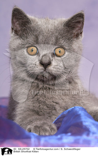 Britisch Kurzhaar Ktzchen / British Shorthair Kitten / SS-25702