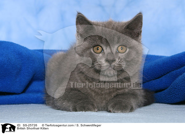 British Shorthair Kitten / SS-25726