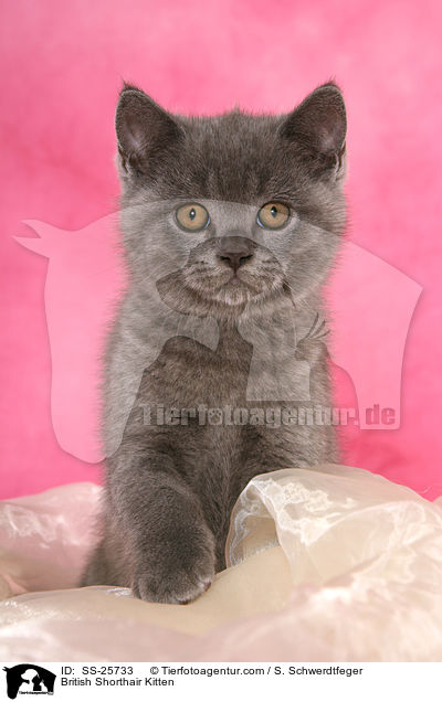 British Shorthair Kitten / SS-25733