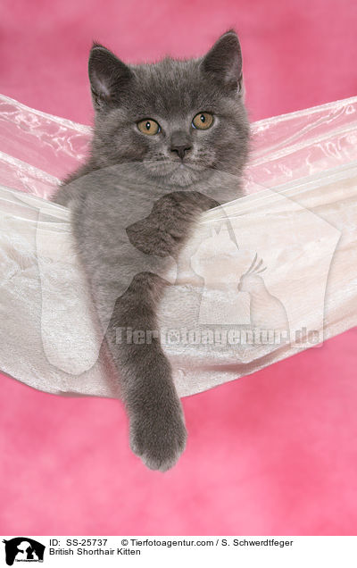 British Shorthair Kitten / SS-25737