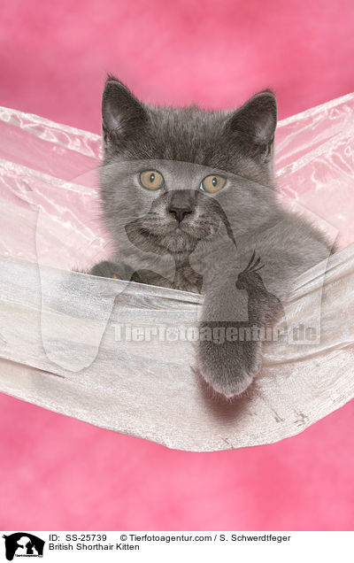 British Shorthair Kitten / SS-25739