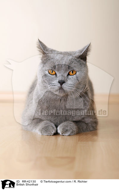 Britisch Kurzhaar / British Shorthair / RR-42130
