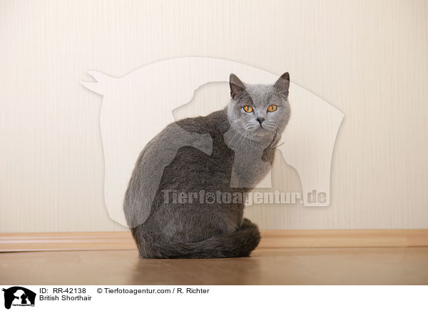 British Shorthair / RR-42138