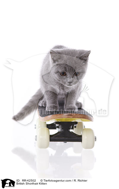Britisch Kurzhaar K�tzchen / British Shorthair Kitten / RR-42502