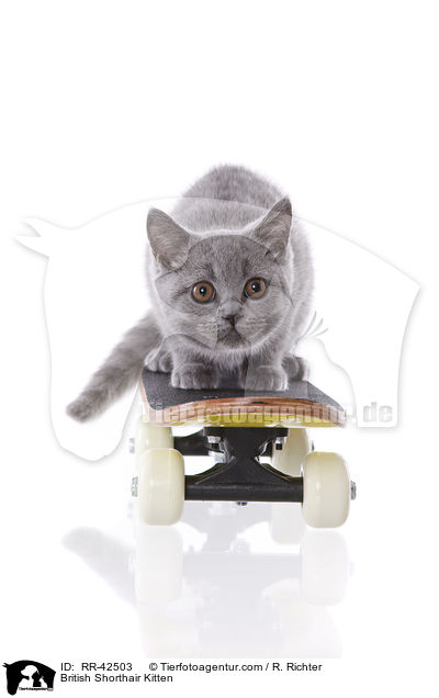 British Shorthair Kitten / RR-42503