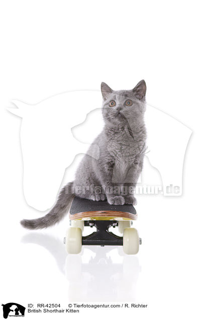 Britisch Kurzhaar K�tzchen / British Shorthair Kitten / RR-42504