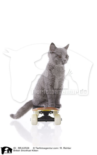 Britisch Kurzhaar Ktzchen / British Shorthair Kitten / RR-42508