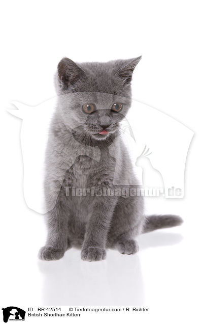 Britisch Kurzhaar Ktzchen / British Shorthair Kitten / RR-42514
