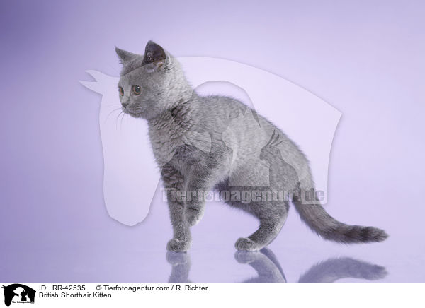 Britisch Kurzhaar Ktzchen / British Shorthair Kitten / RR-42535