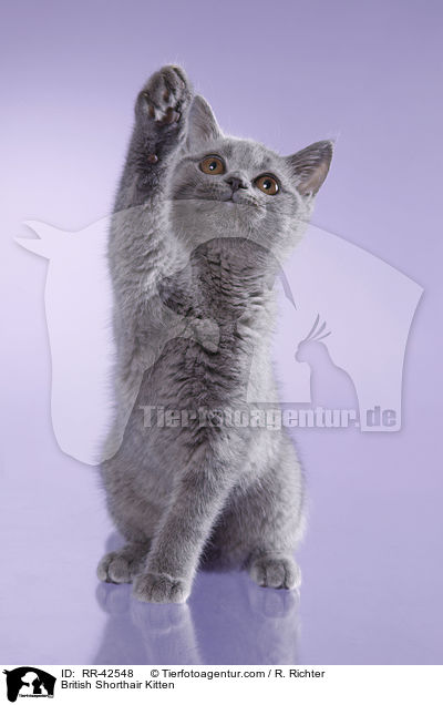Britisch Kurzhaar Ktzchen / British Shorthair Kitten / RR-42548